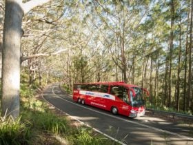 Luxury Coach Bust to Beach