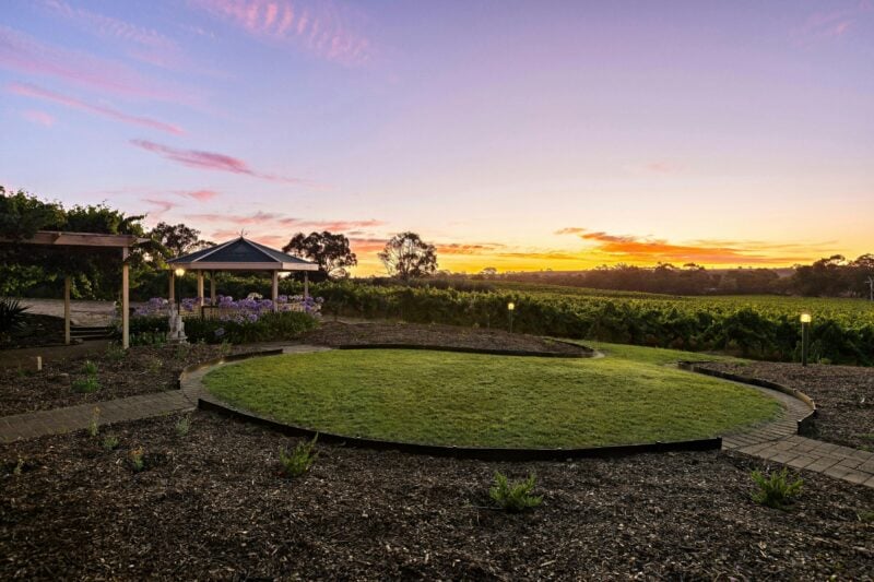 Sunset over a vineyard.