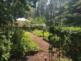 Vege patch