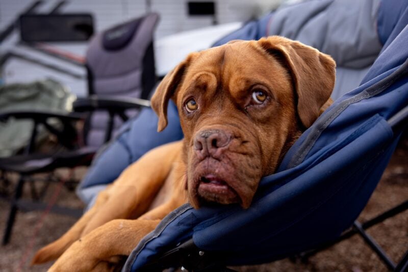 photo of a dog on a camp site