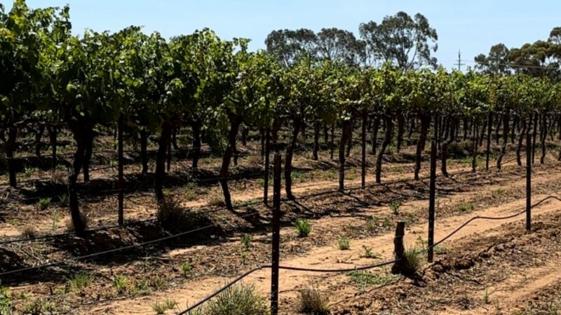 Lewiston Rolling Vineyards