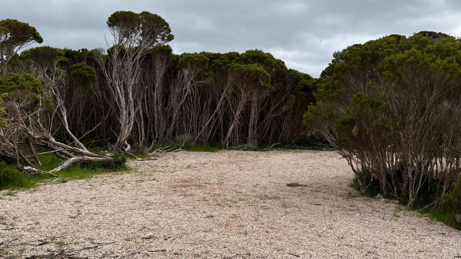 Marion Bay Bush Camping