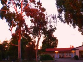 Central Olympic Motel - evening light
