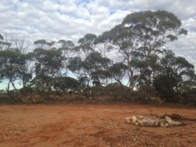 The mallee scrub of Pooginook Conservation Park