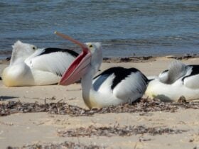 Pelicans on the beach at Port Vincent, one of the many sea birds found in Port Vincent