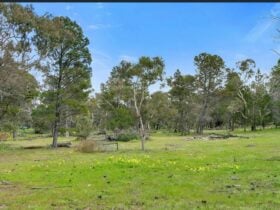 Sandy Hill: Lyndoch, Barossa Valley