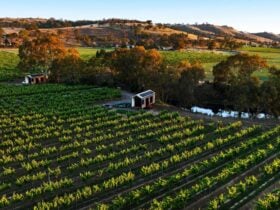 Two cabins nestled amongst the vines