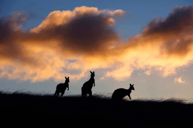 Kangaroos at the Sky House Kangaroo Island