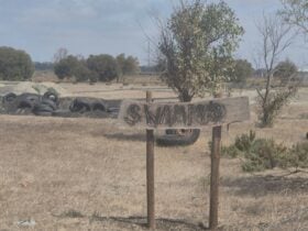 SWAMPYS