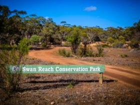 The tranquil, semi-arid mallee environment of Swan Reach Conservation Park