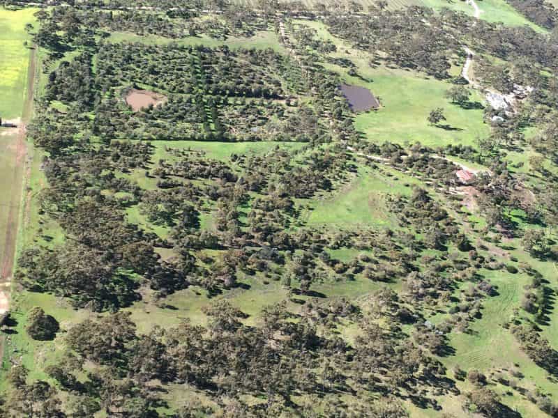 Blue Gum Woodland in foreground