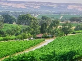 Wine Farmhouse