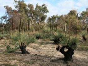 Aldinga Scrub Conservation Park