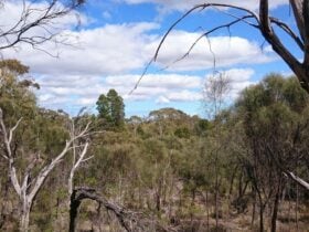 Angove Conservation Park
