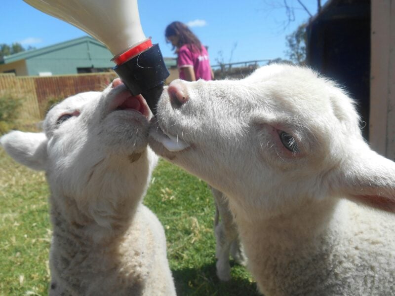 Lamb Feeding
