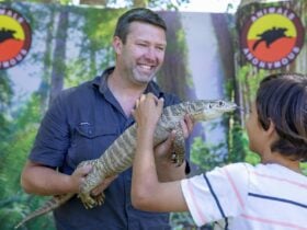 Get up close to goannas