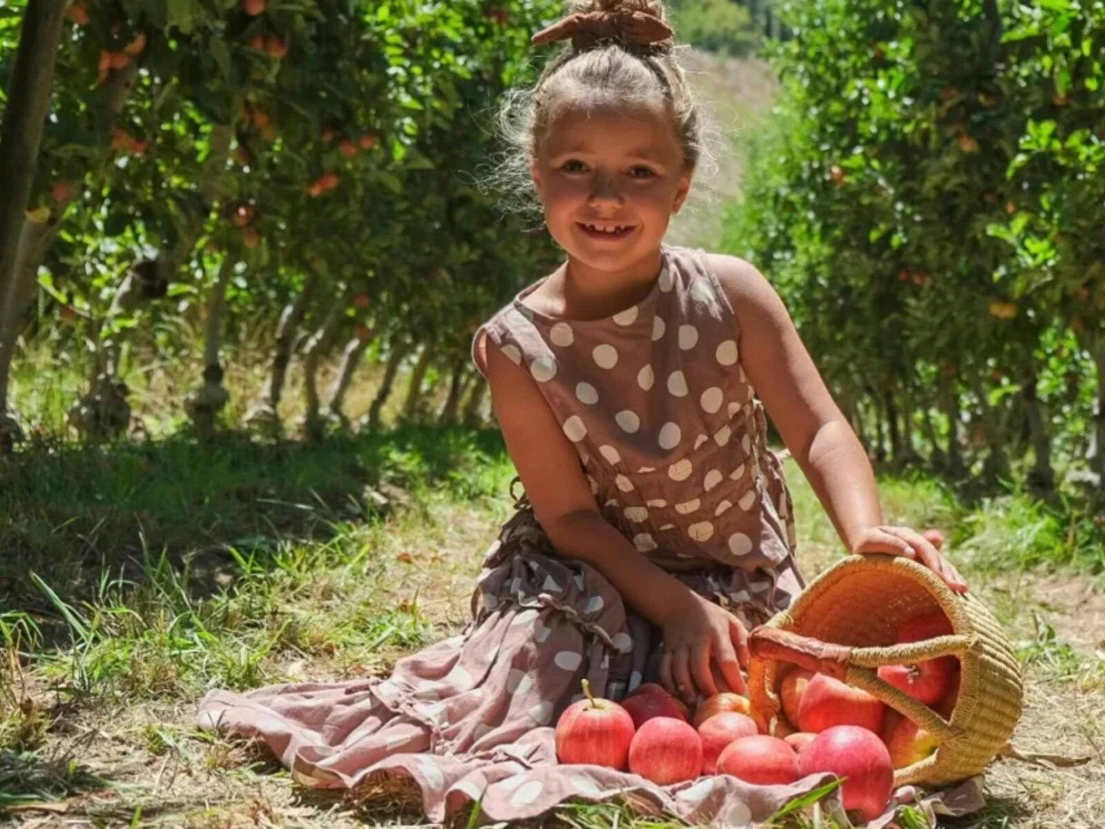 Apple Picking At Lenswood