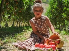 Apple Picking At Lenswood