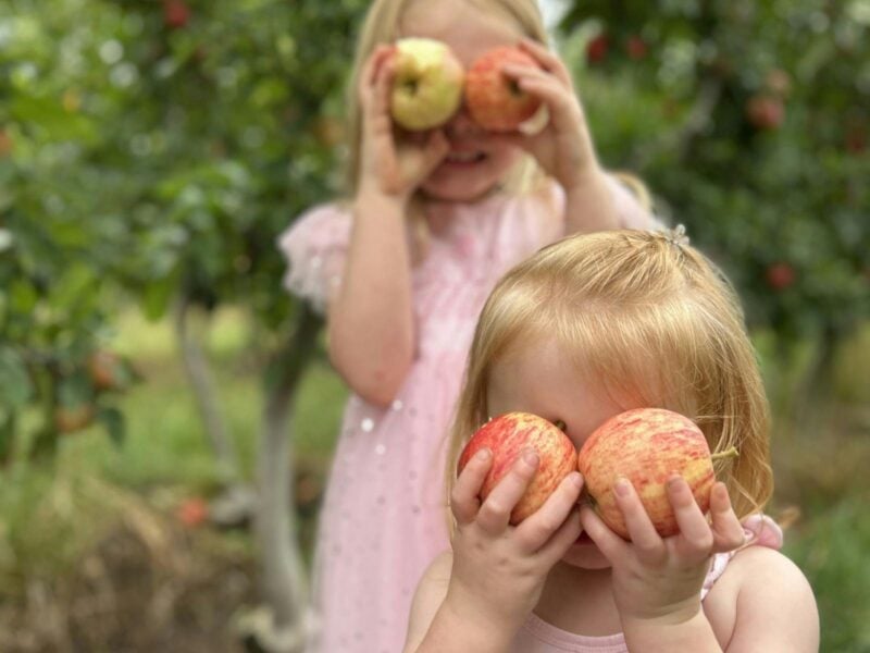 Apple Picking with Kids