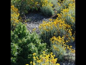 native plants with yellow flowers