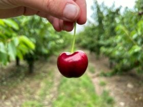cherry picking
