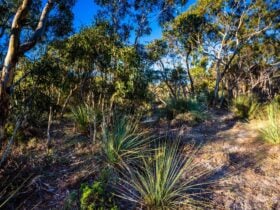 Bullock Hill Conservation Park