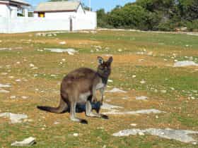 Cape Borda kangaroos