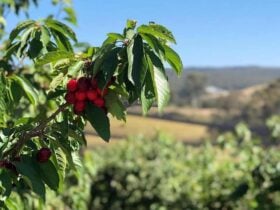 Cherries growing on a tree in the Verdun orchard