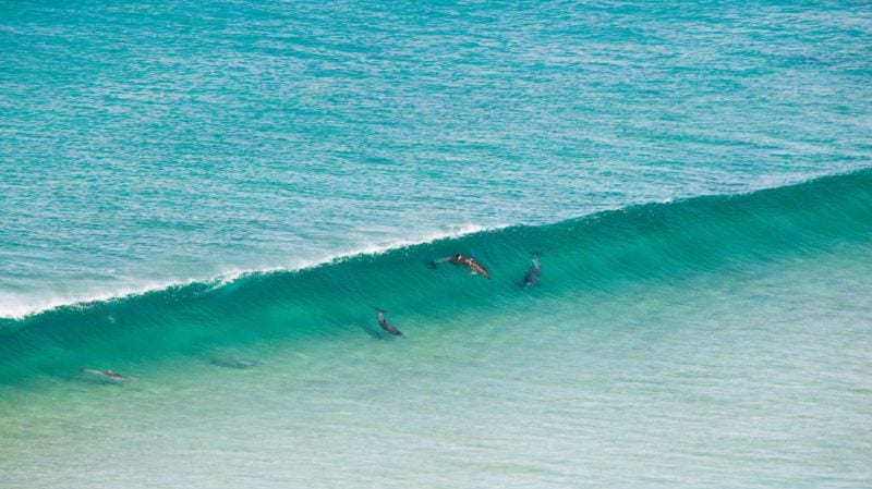 Dolphins frolicking in the waters of Ethel Beach