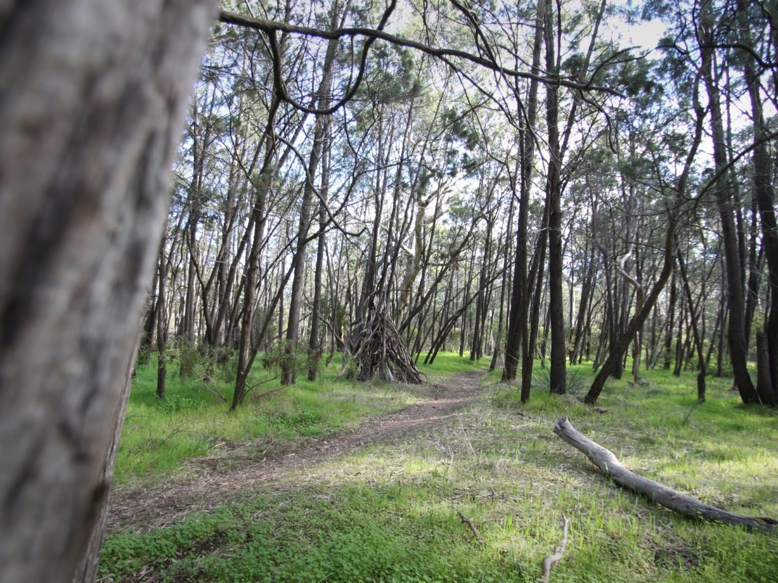 The tree-lined walking trails inside Ferguson Conservation Park