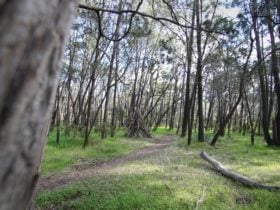 The tree-lined walking trails inside Ferguson Conservation Park