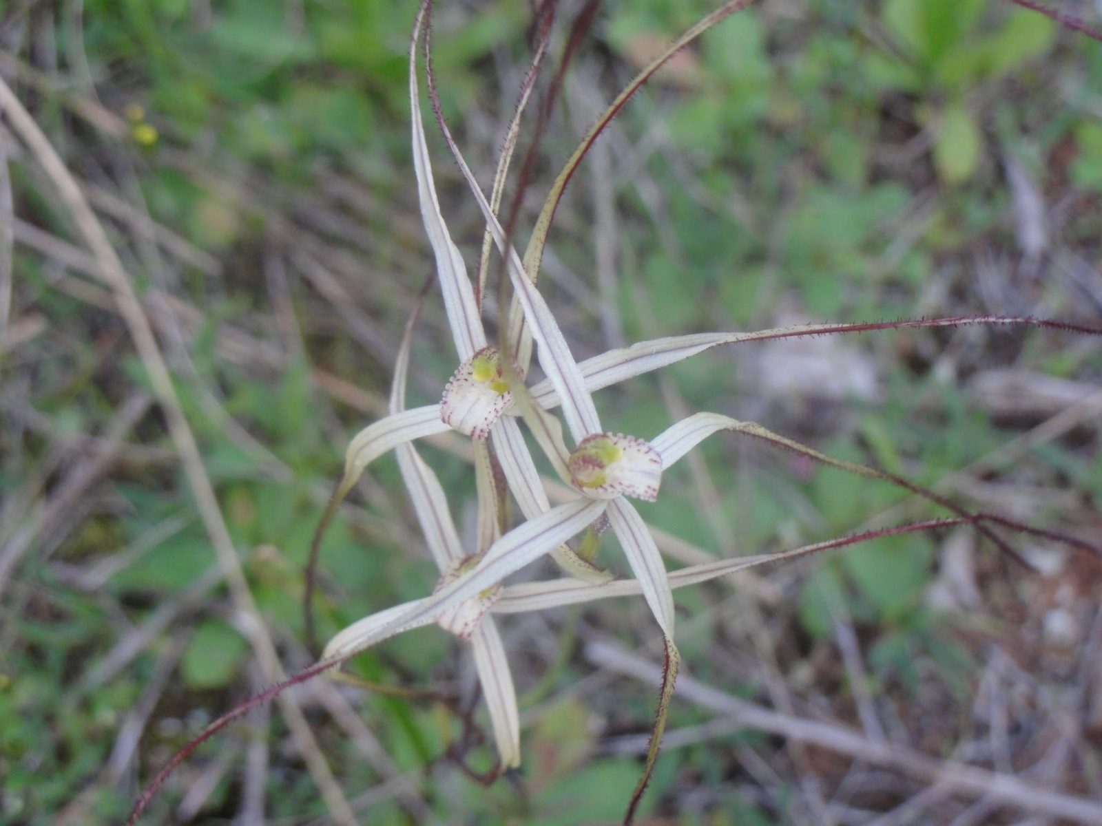 Ferries McDonald Conservation Park