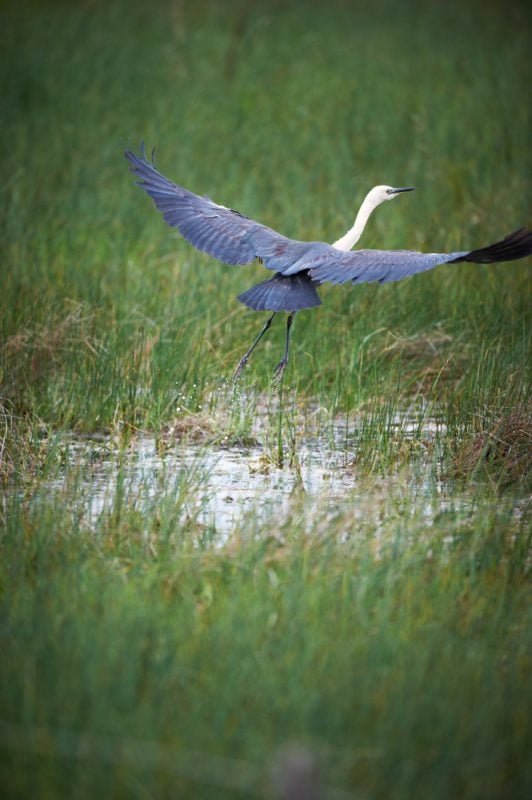 Germein Reserve