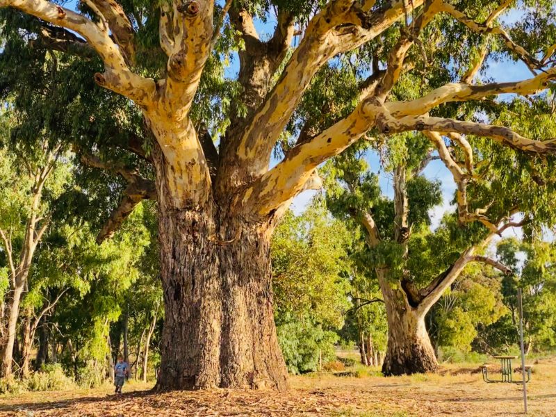 Giant Gum Tree