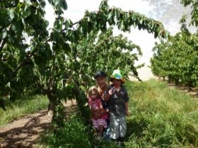 Cherry Picking