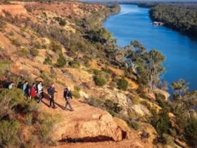 Headings Cliff Lookout, Murray River Walk