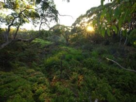 Dense understory with larger canopy trees and sunset in distance