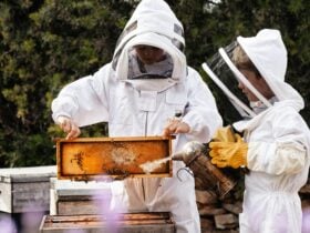 Inspecting an active hive during our guided beekeeping expeirence.