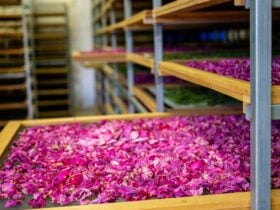 Jurlique Rose petals on drying rack
