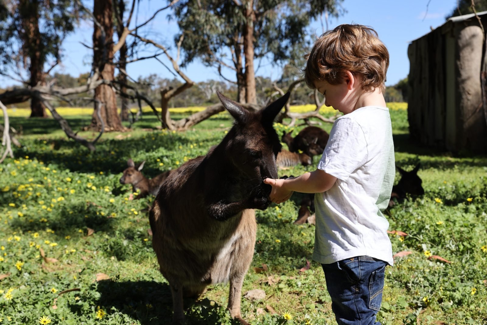 Feed a Kangaroo, Kangaroo feeding, Kangaroo