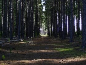 Dark forest