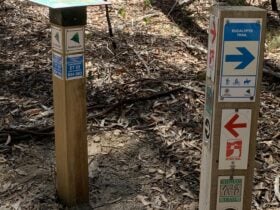 Eucalypts Trail