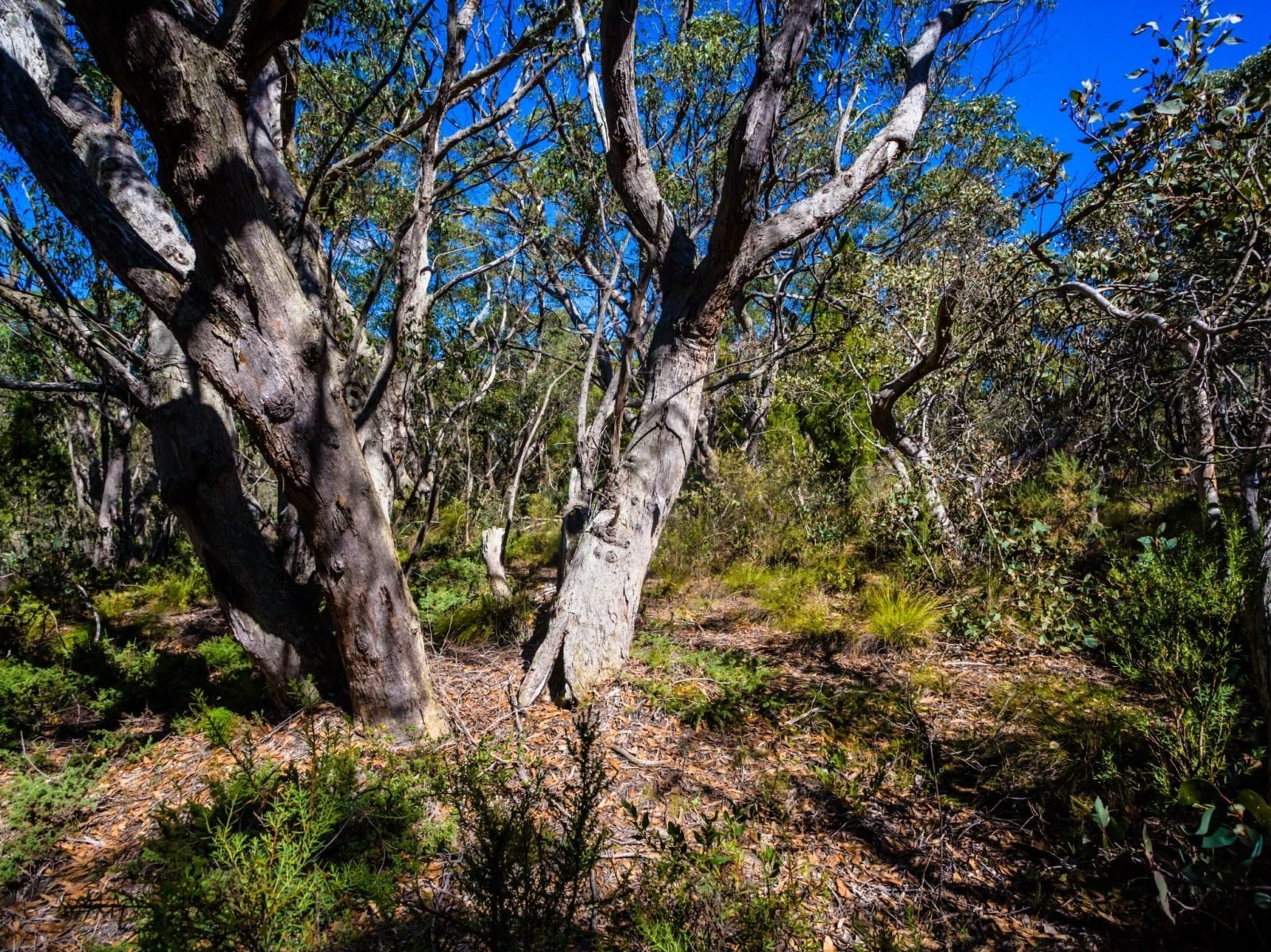Kyeema Conservation Park