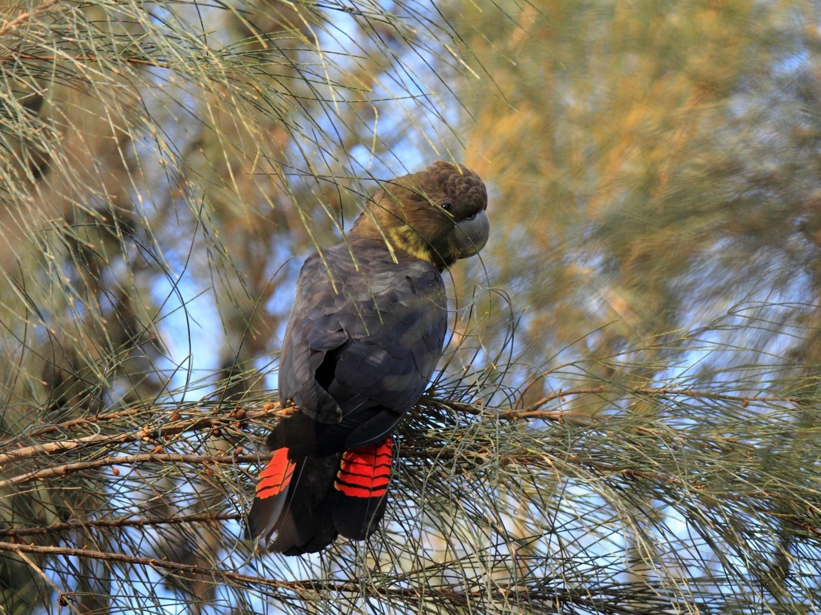 Lathami Conservation Park is a critical habitat of glossy black-cockatoos