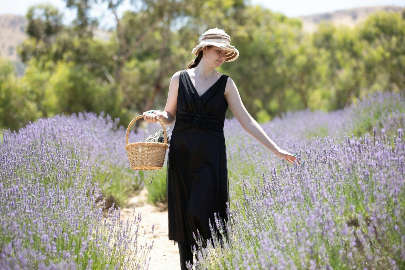 Lavender Lady