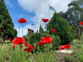 Poppy area