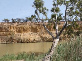 Maize Island Lagoon Conservation Park, on the banks of the Murray River.