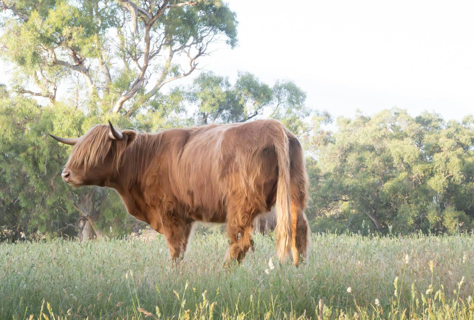 Our cattle amongst the Adelaide Hills scenery