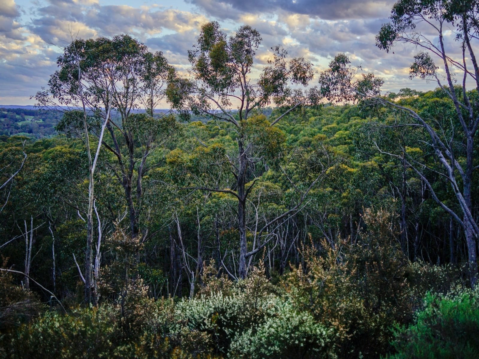 Mark Oliphant Conservation Park