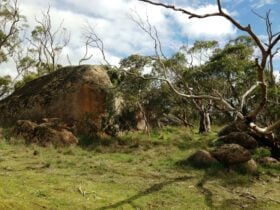 Messent Conservation Park 4WD Tintinara